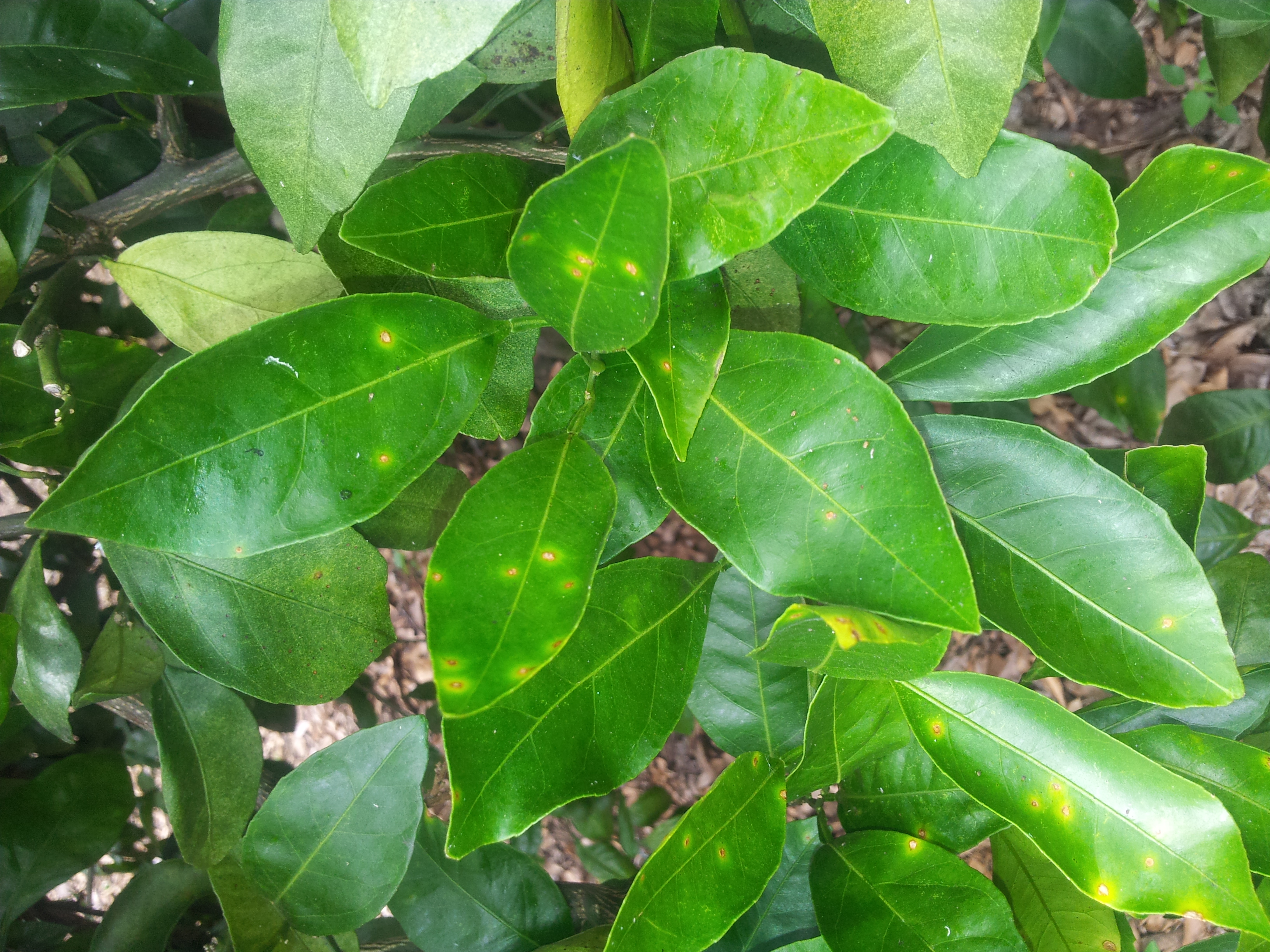 감귤 잎이 이상해서요